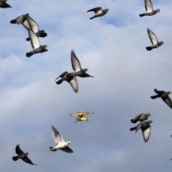 drone and birds