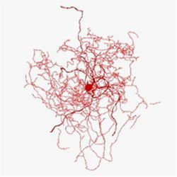 Rosehip neuron reconstruction