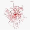Meet the Rose Hip Cell, a New Kind of Neuron