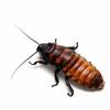 A Cyborg Cockroach Could Someday Save Your Life