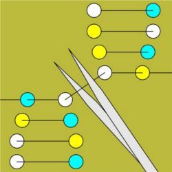 Crispr patent