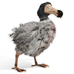 Dodo bird, illustration