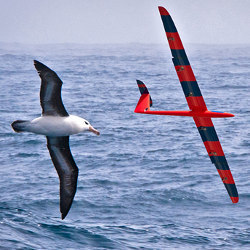 bird and glider in flight