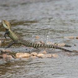 The Australian Gippsland Water Dragon lizard running on two legs.