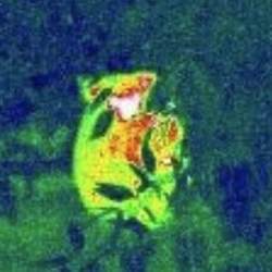 The heat signature of a koala, captured by a heat-sensing camera mounted on a drone.