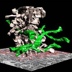 A three-dimensional neurological model of a rats brain.