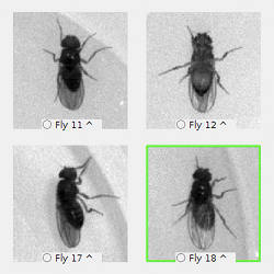 Images of different fruitflies.
