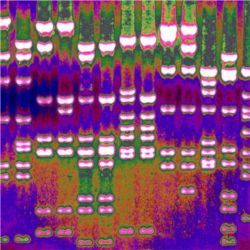 Sequencing genomes