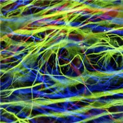 Neurons from stem cells