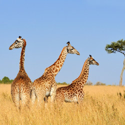 three giraffes