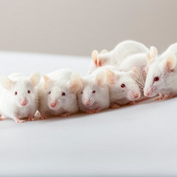 group of mice