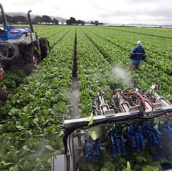 An automated harvesting machine uses a high-pressure water stream to cut lettuce heads, replacing many farmworkers.