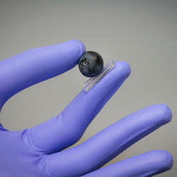 The sensor shown is sensitive enough to allow the finger to hold a blueberry without crushing it.