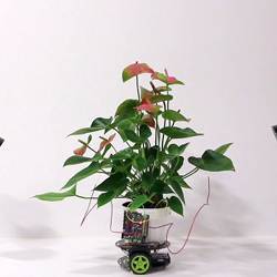 This plant on wheels moves itself closer to the light.