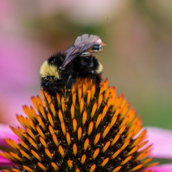 bee with a backpack on a flower