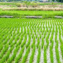 Rice growing in Chihshang, eastern Taiwan.