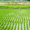 Taiwan's Rice Farmers ­se Big Data to Cope With Climate Change