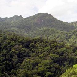 Brazil's Atlantic Forest.