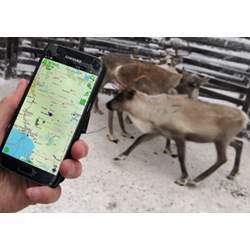 Tracking reindeer with a mobile app.