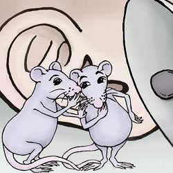 Mice and rats have a rich repertoire of around 20 kinds of calls.