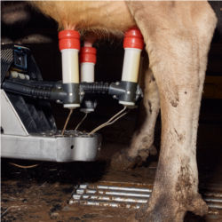 Milking machine