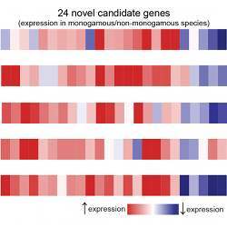 The study found 24 genes with similar expression patterns in monogamous males.