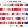 UT Austin Researchers Use Supercomputing to Study Turning Animals Monogamous