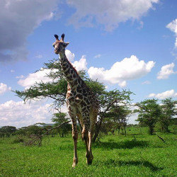 running giraffe