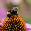 Bees With Backpacks: The Next Army of Data Collectors?
