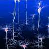 Software Tracks Activity of Neurons in Real Time