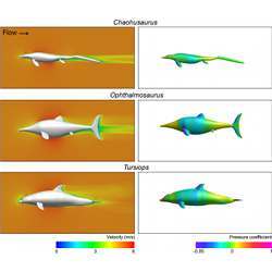 Computational simulation of flow over three-dimensional models of two ichthyosaurs and a bottlenose dolphin.