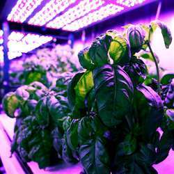 Researchers grew basil in modified shipping containers, to control for environmental factors.