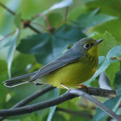 Canada warbler