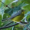 Citizen-Science Data Supports Bird Conservation Plan