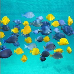 school of colorful tropical fish