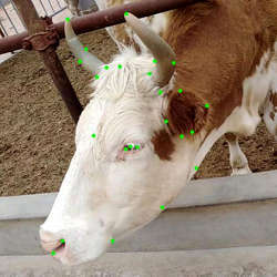 Running facial recognition on a cow.