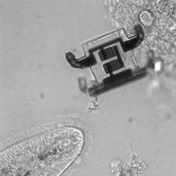 A microbot alongside a paramecium.