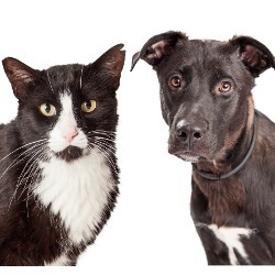 cat and dog with similar coloring