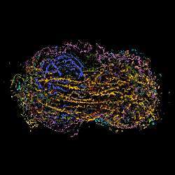 A cell in the process of dividing.