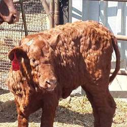 A cow suffering from Lumpy Skin Disease.