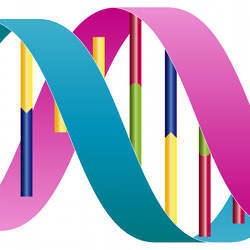 A segment of DNA.