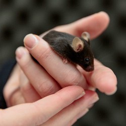 hands holding a mouse 