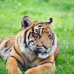 The endangered Sumatran tiger.