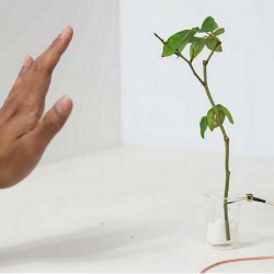 plant with conductive channel