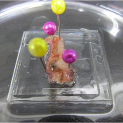 fabricated microchip with earthworm muscle