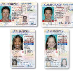 Sample driver licenses.