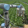 Robot ­ses Machine Learning to Harvest Lettuce