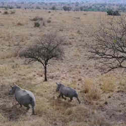 Rhinos flee the drone.