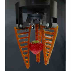 The soft robotic hands are gentle enough to handle soft fruit such as strawberries.