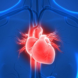 human heart, illustration